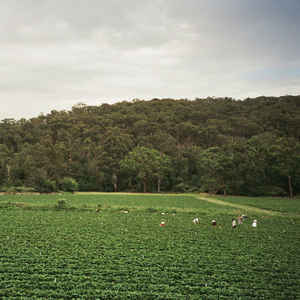 Albrecht La'Brooy - Healesville LP